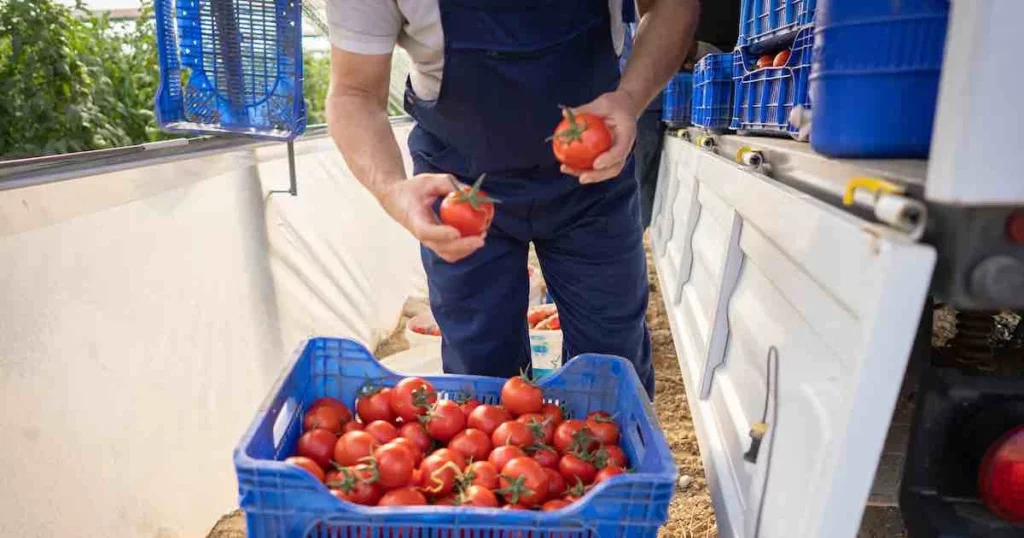 Supplychaintomatoes